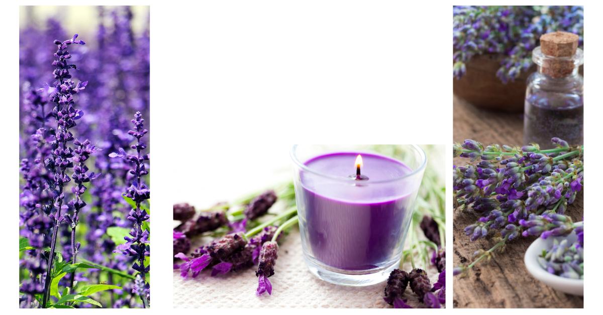 Tinh Dầu Lavender Leviter