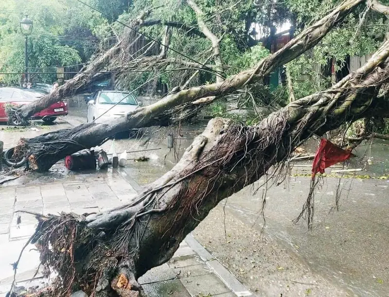 Khắc phục nhanh thiệt hại do mưa dông, gió giật tại khu di tích lịch sử Đền Hùng.